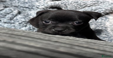 Staffordshire Bull Terrier dogs - Advert 8