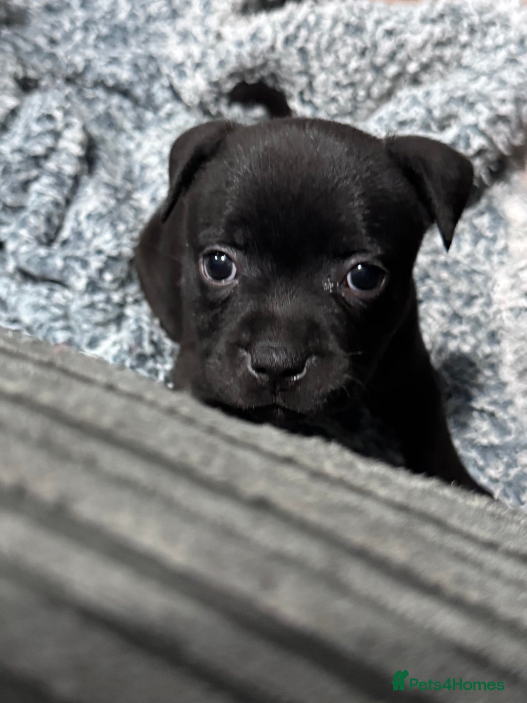 Staffordshire Bull Terrier dogs for sale: Staffys Puppies   25+ Champions ( Show Quality ) - Advert 3