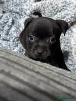 Staffordshire Bull Terrier dogs - Advert 8