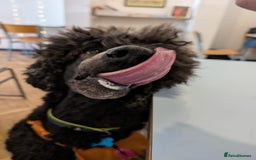 Standard Poodle dogs for sale: Standard poodle neutered - Image 4