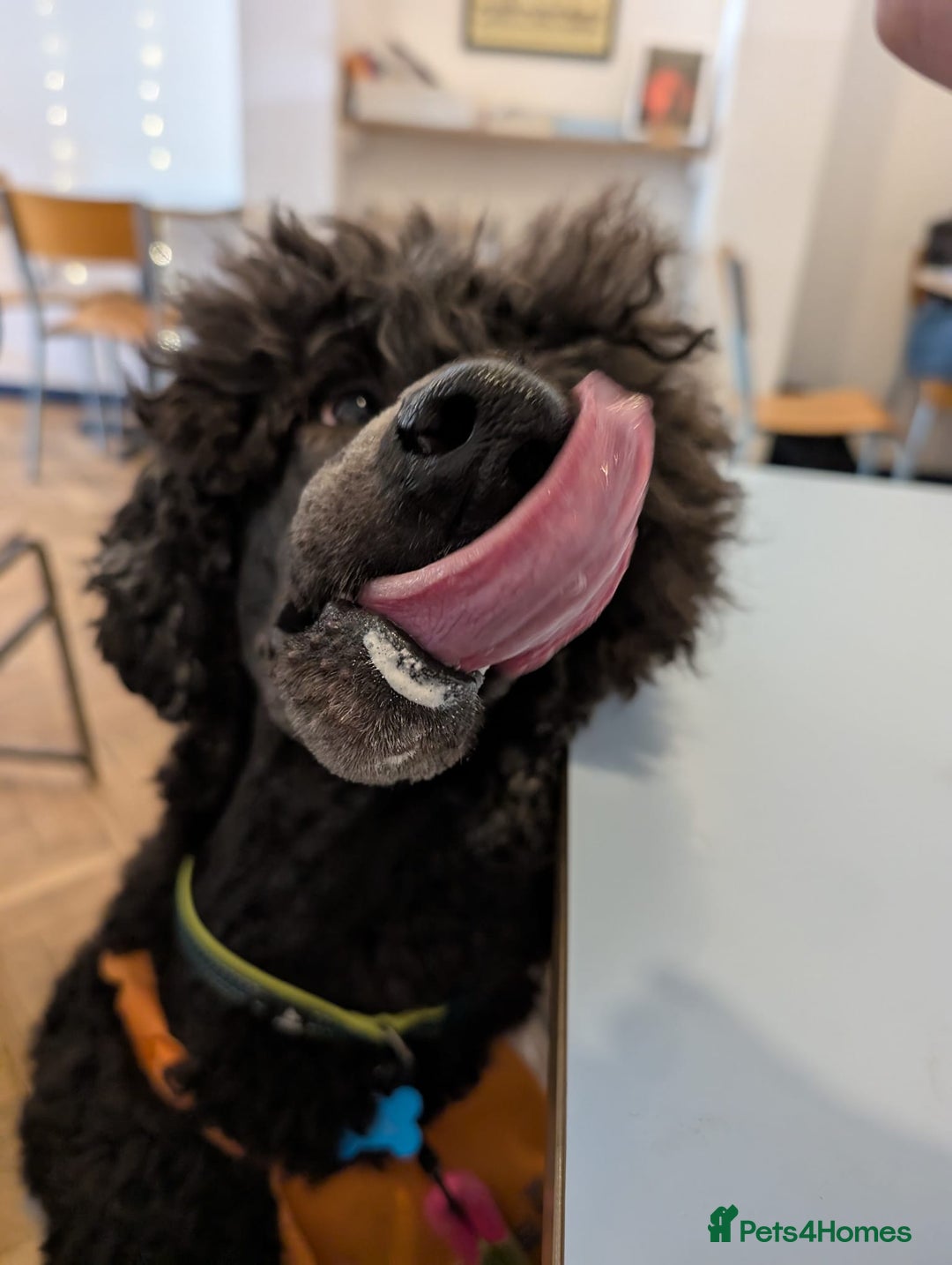 Standard Poodle dogs for sale: Standard poodle neutered - Image 4
