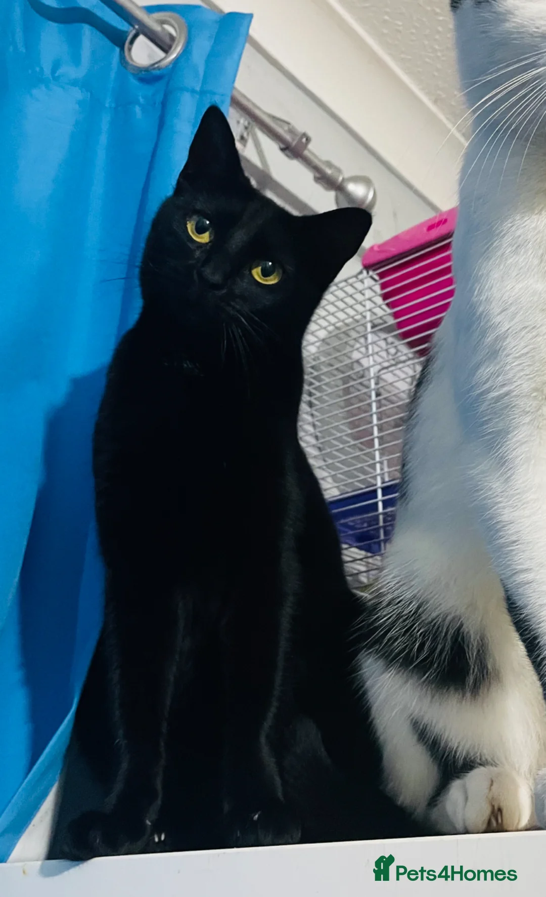 Mixed Breed cats for sale: Older lady  - Advert 1