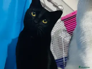 Mixed Breed cats Older lady - Advert 3