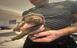 Cocker Spaniel dogs for sale: Cocker spaniel Puppies  - Advert 9