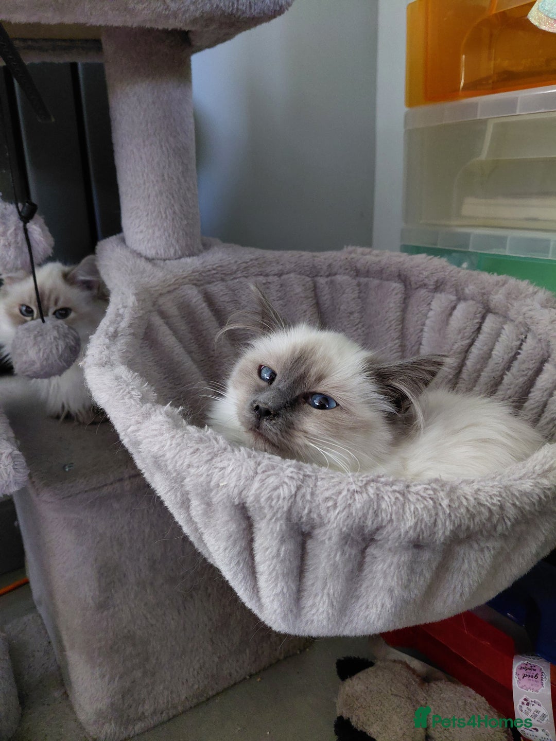 Birman cats for sale: Birman kittens  - Advert 3