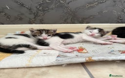 Mixed Breed cats for sale: Mixed kittens - Image 6