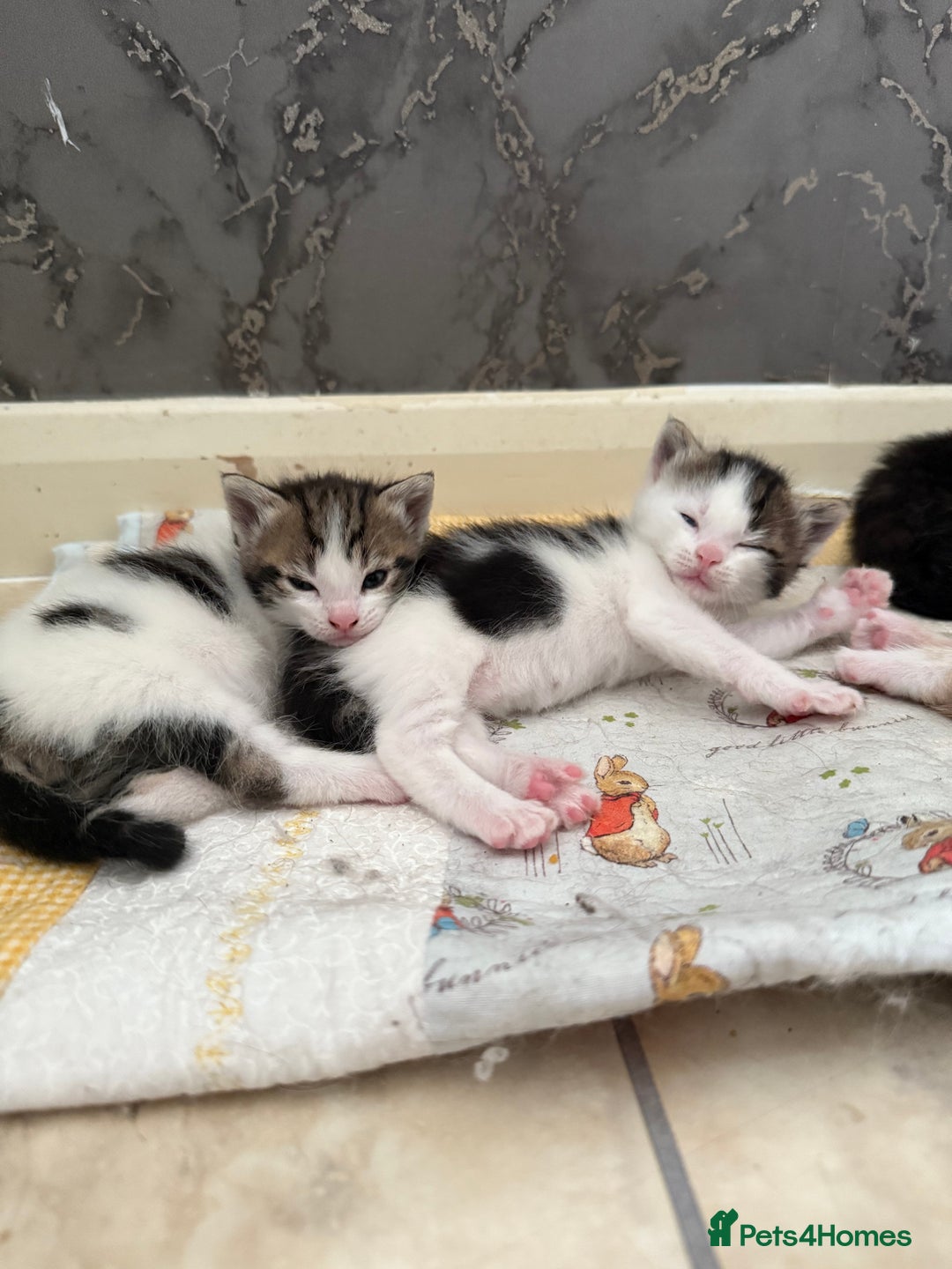 Mixed Breed cats for sale: Mixed kittens - Image 6