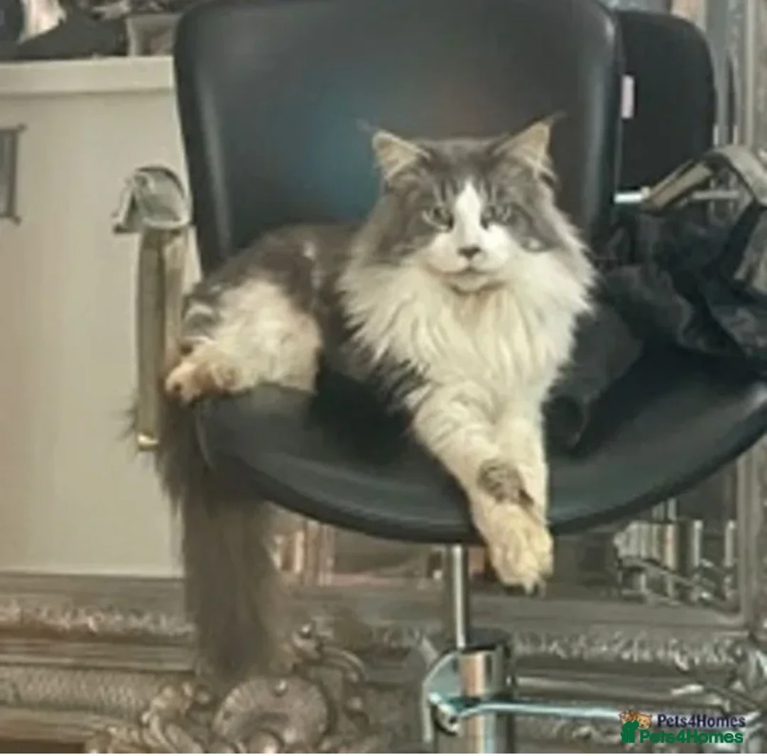 Maine Coon cats for stud: XXL DUAL REGISTERED STUD - Advert 2