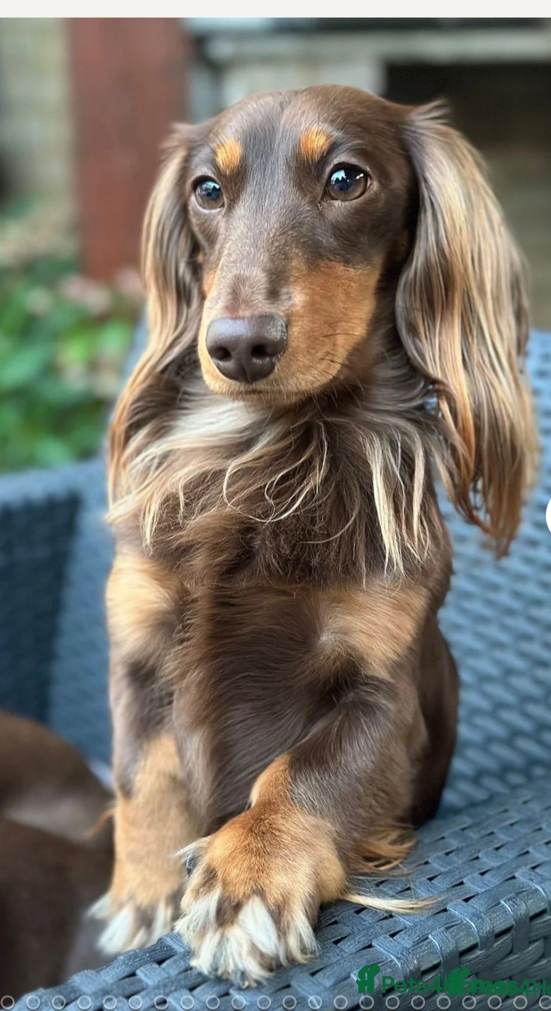 Miniature Dachshund dogs for sale: Black and Tan Miniature Daschund  - Advert 4