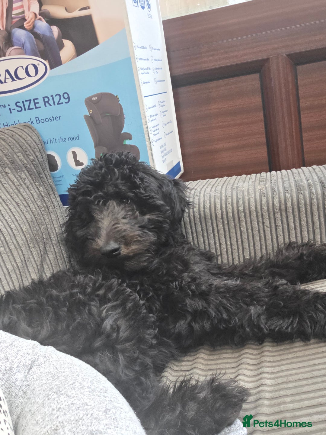 Labradoodle dogs for sale: Female labradoodle  - Advert 3