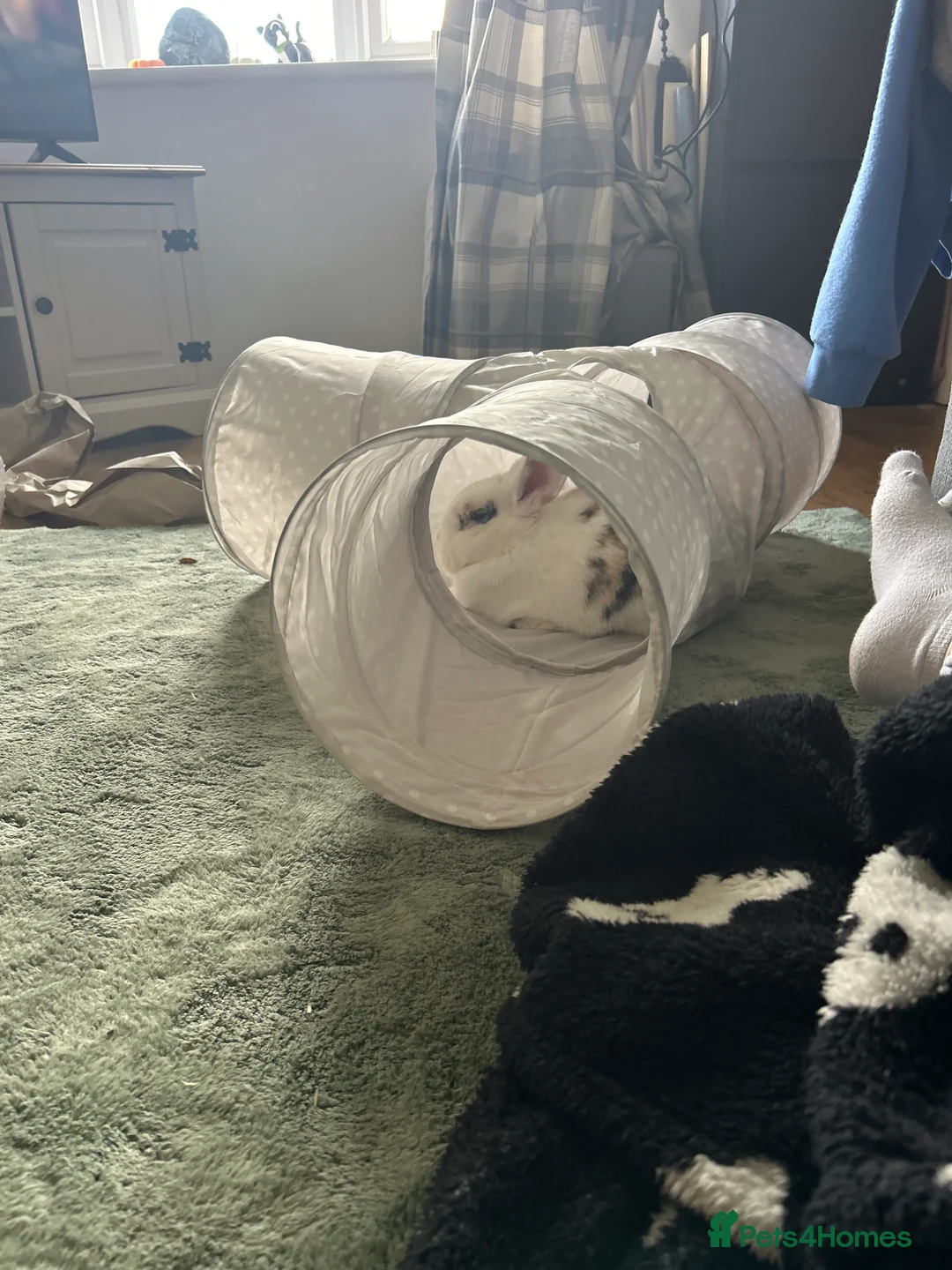 Mixed Breed rabbits for sale: Female bunny need to be rehomed - Advert 2