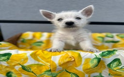 West Highland Terrier dogs for sale: West highland terrier puppies  - Image 21