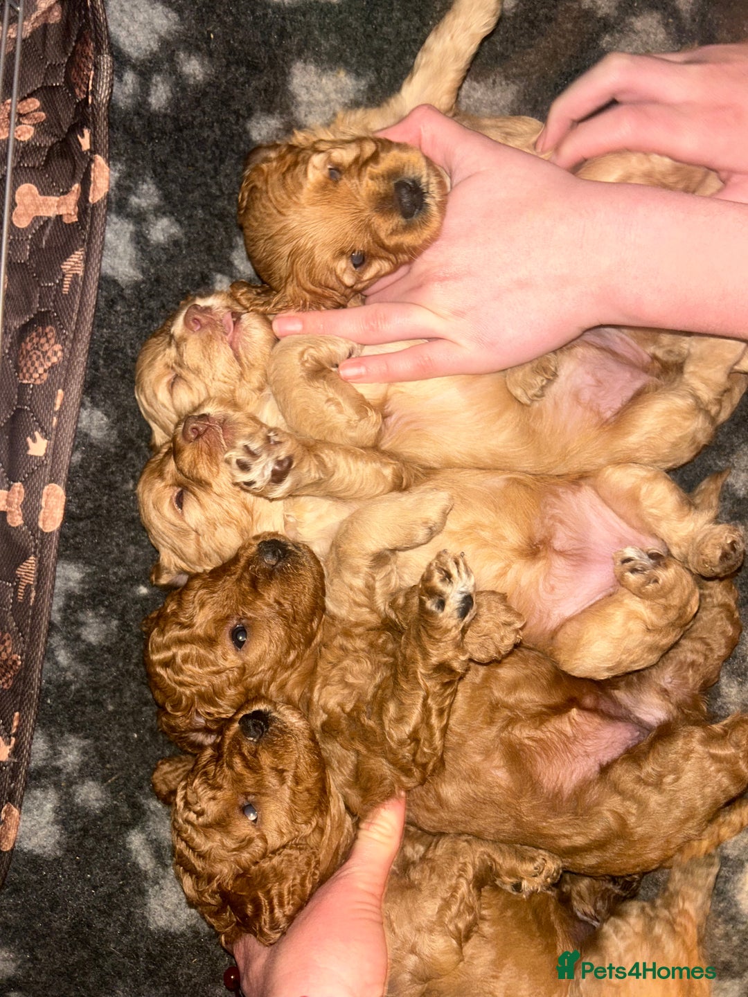 Cockapoo dogs for sale: 5 Stunning Cockapoo girls 💖 - Advert 13