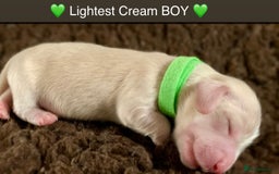 Miniature Dachshund dogs for sale: ⭐️CREAM LONG HAIRED KC/PRA CLR MINI DACHSHUNDS⭐️ - Image 13