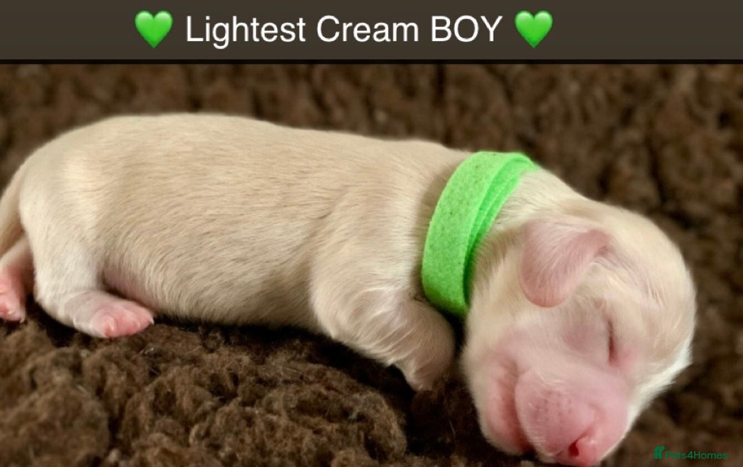 Miniature Dachshund dogs for sale: ⭐️CREAM LONG HAIRED KC/PRA CLR MINI DACHSHUNDS⭐️ - Image 13