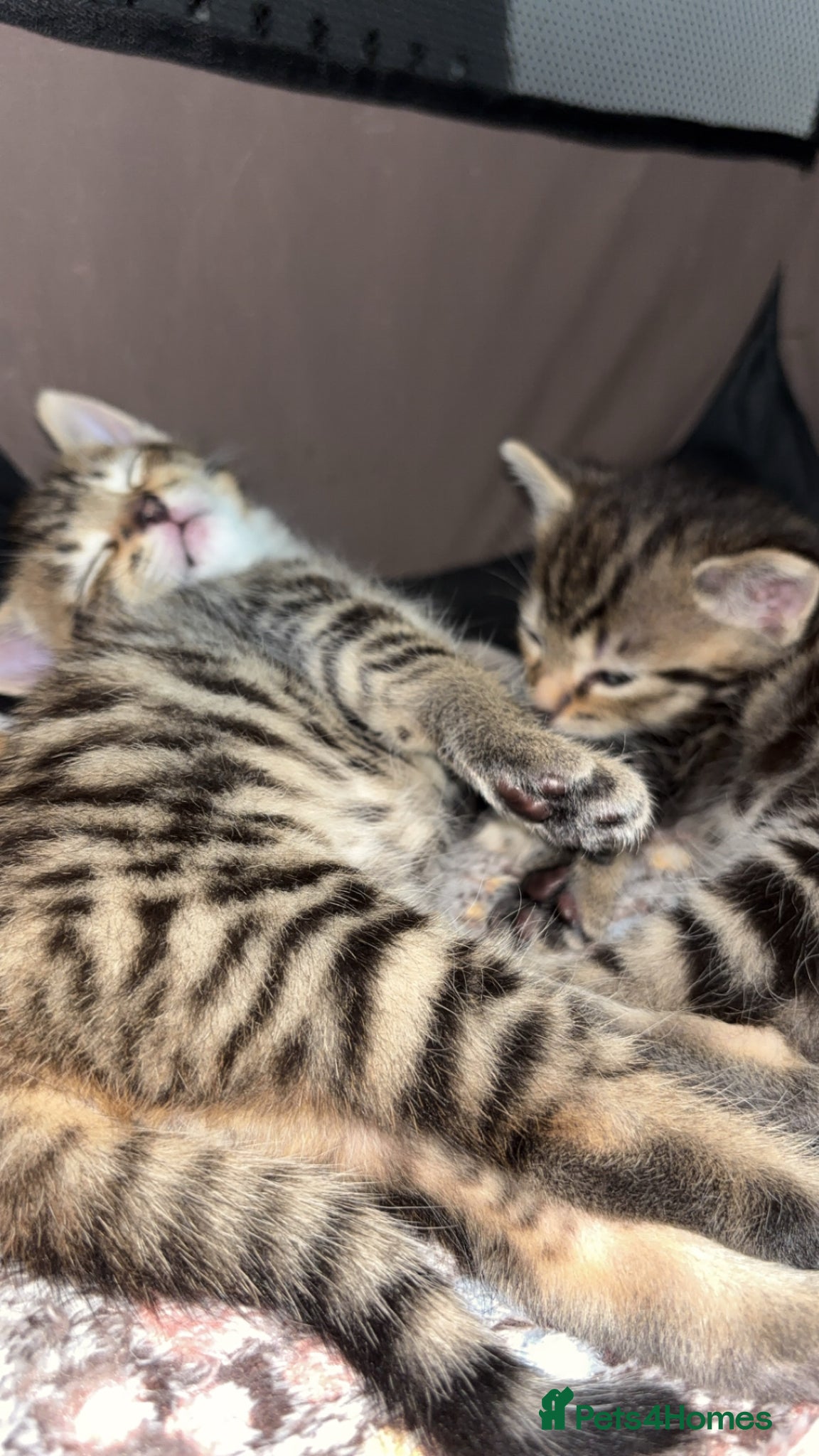 Mixed Breed cats Cute Kittens For Sale - Advert 17