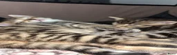 Mixed Breed cats for sale: Kittens For Sale - Advert 3