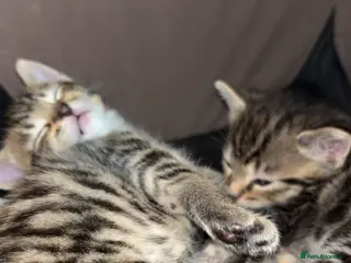 Mixed Breed cats Cute Kittens For Sale - Advert 17