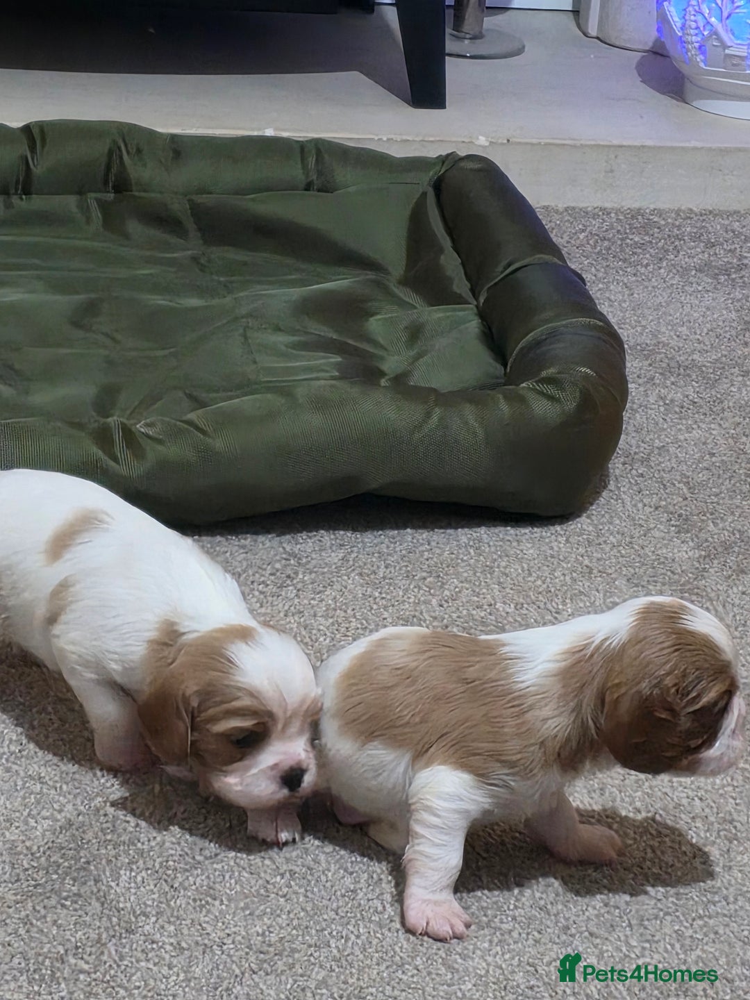 Cavalier King Charles Spaniel dogs for sale: Cavalier king charles puppies  - Advert 26