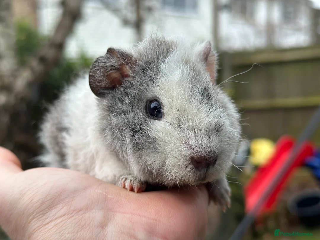 Guinea Pig rodents for sale: A pair of brothers  - Advert 1