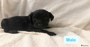 Labradoodle dogs Standard Labradoodle Puppies  - Advert 13