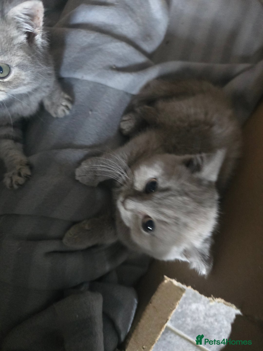 British Shorthair cats for sale: British short hair - Image 8