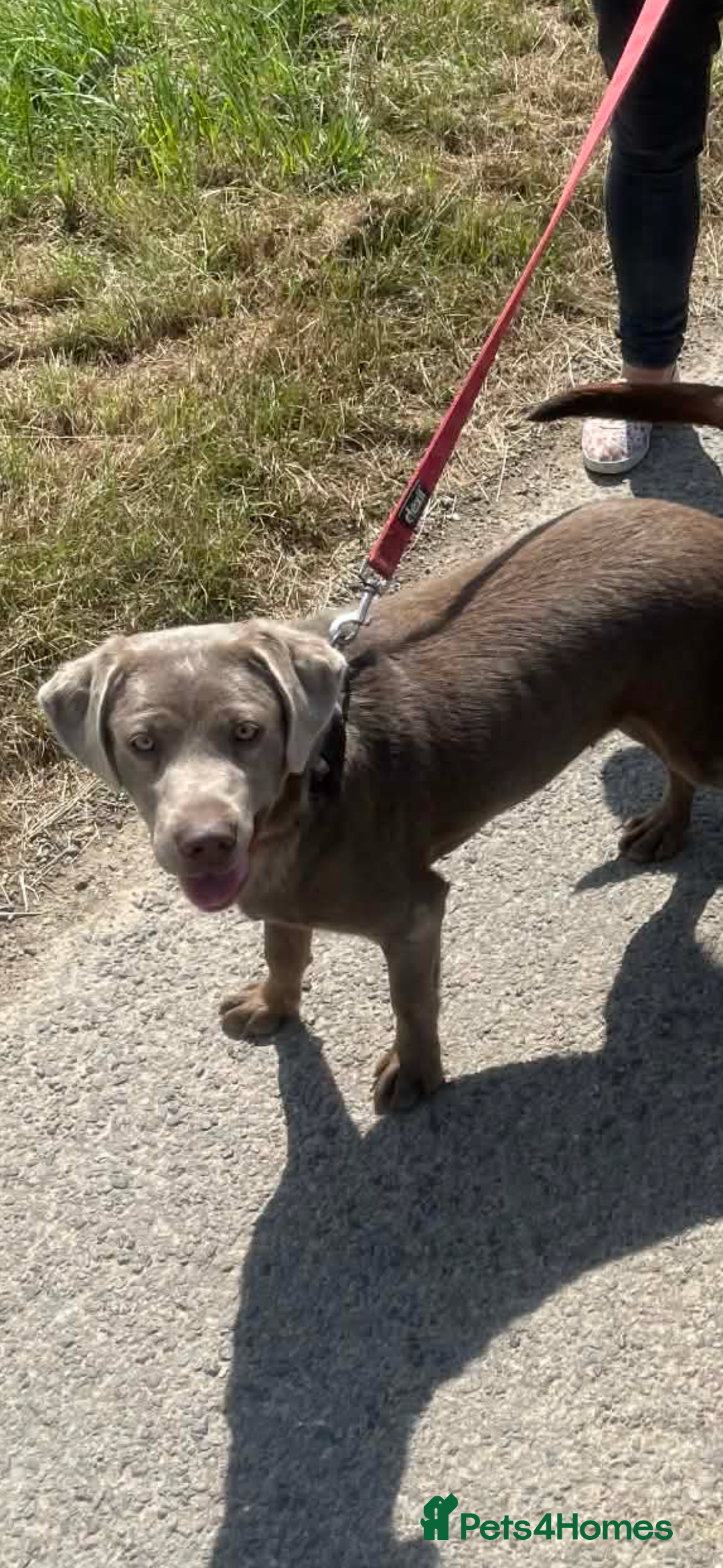 Labrador Retriever dogs for sale: Silver Labrador  - Advert 1
