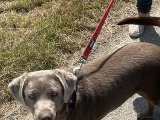 Labrador Retriever dogs Silver Labrador - Advert 2