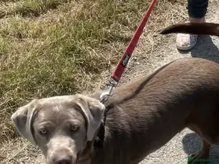 Labrador Retriever dogs for sale: Silver Labrador - Advert 3