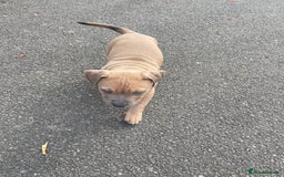 Mixed Breed dogs for sale: Olde Tyme Bulldog x American Staffordshire Pups - Image 18
