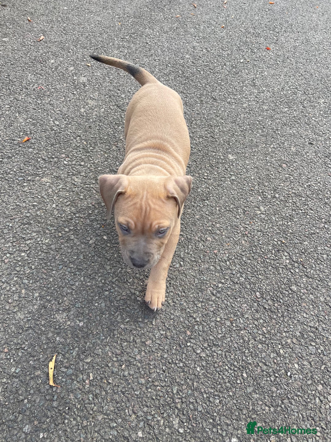 Mixed Breed dogs for sale: Olde Tyme Bulldog x American Staffordshire Pups - Image 18