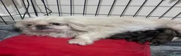 Pekingese dogs for sale: Exclusive Pekingese - Advert 3