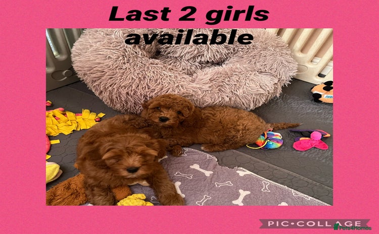 Cavapoo dogs - Advert 2