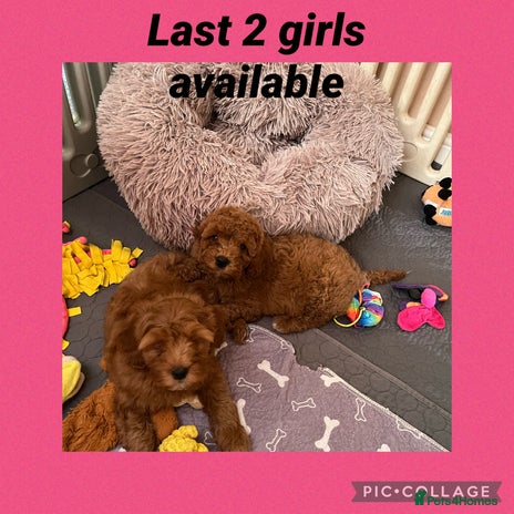Cavapoo dogs - Advert 9