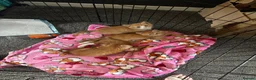 Mixed Breed cats for sale: Gorgeous litter of 6 kittens looking for home in Kilmarnock - Advert 5