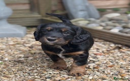 Cocker Spaniel dogs for sale: Stunning KC Registered Working Cocker spaniels. - Image 4