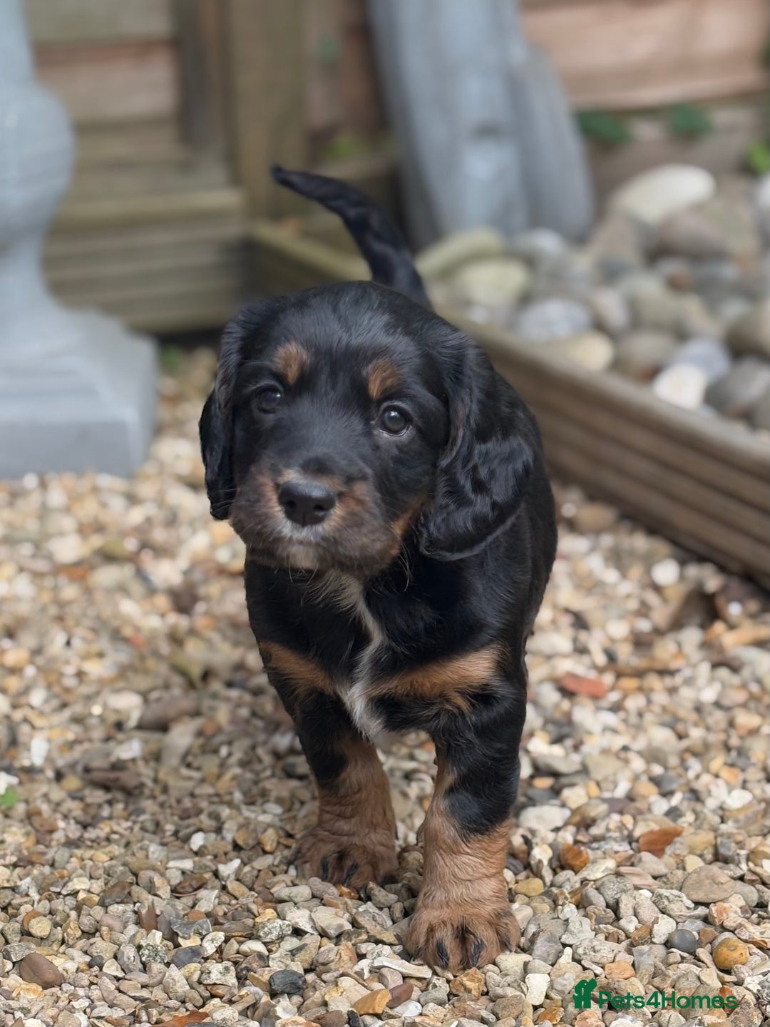 Cocker Spaniel dogs for sale: Stunning KC Registered Working Cocker spaniels. - Image 4