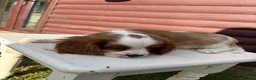 Cavalier King Charles Spaniel dogs for sale: Cavalier King Cha - Advert 23