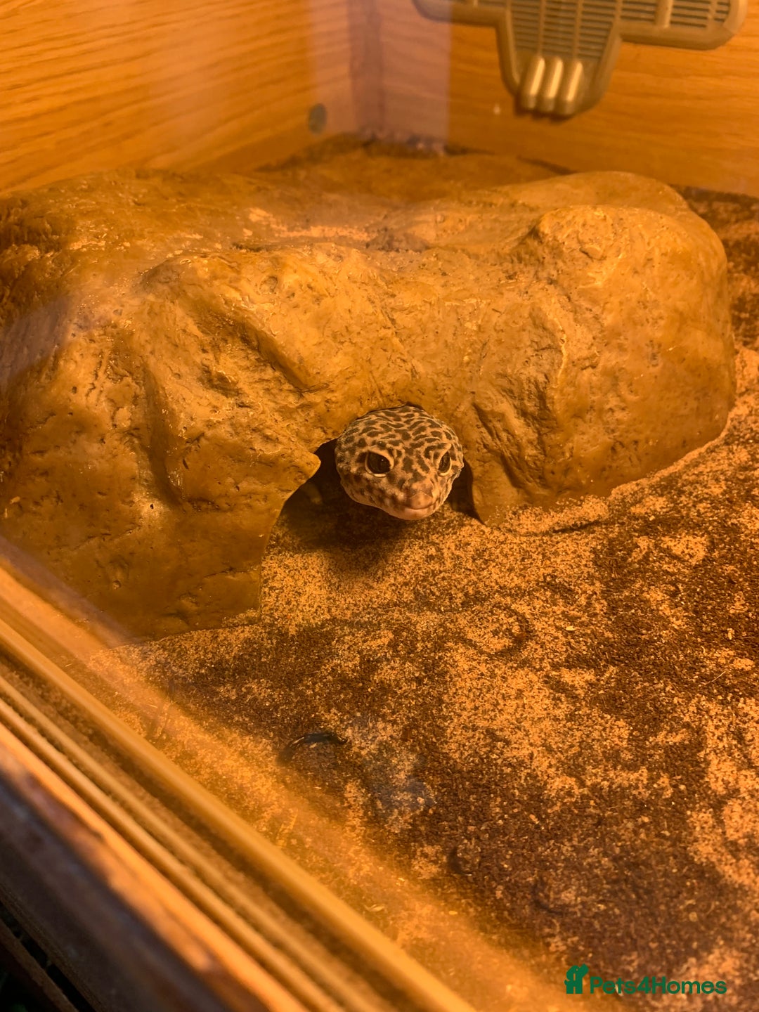 Leopard Gecko reptiles for sale: Reptiles - Image 2