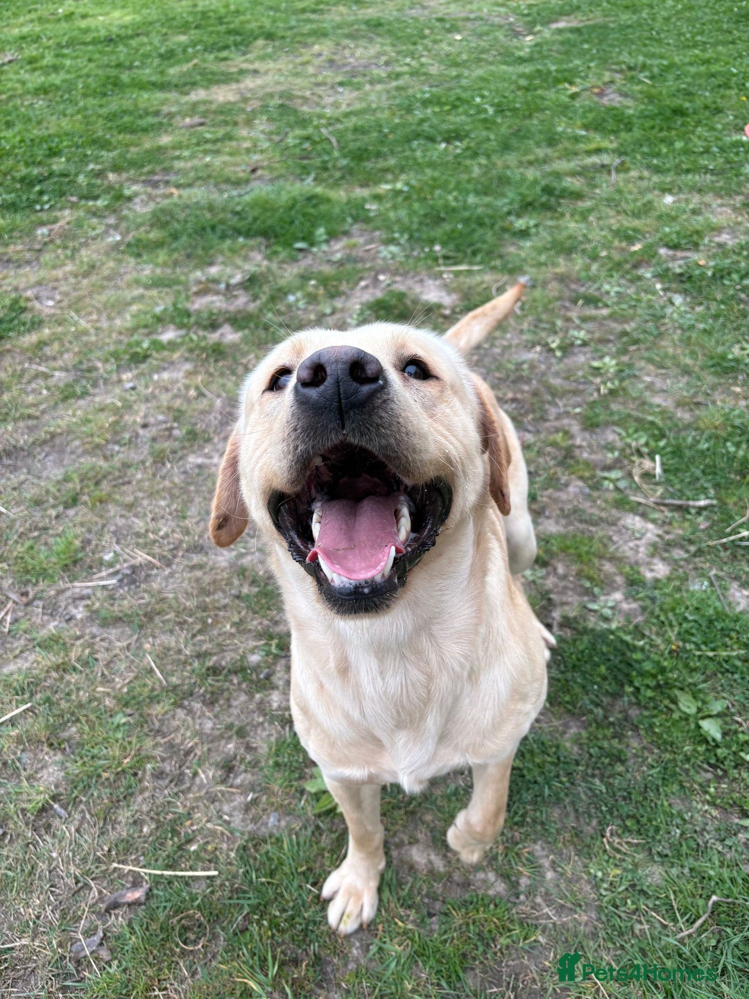 Labrador Retriever dogs for stud: Labrador retriever stud  in Hartlepool - Advert 7