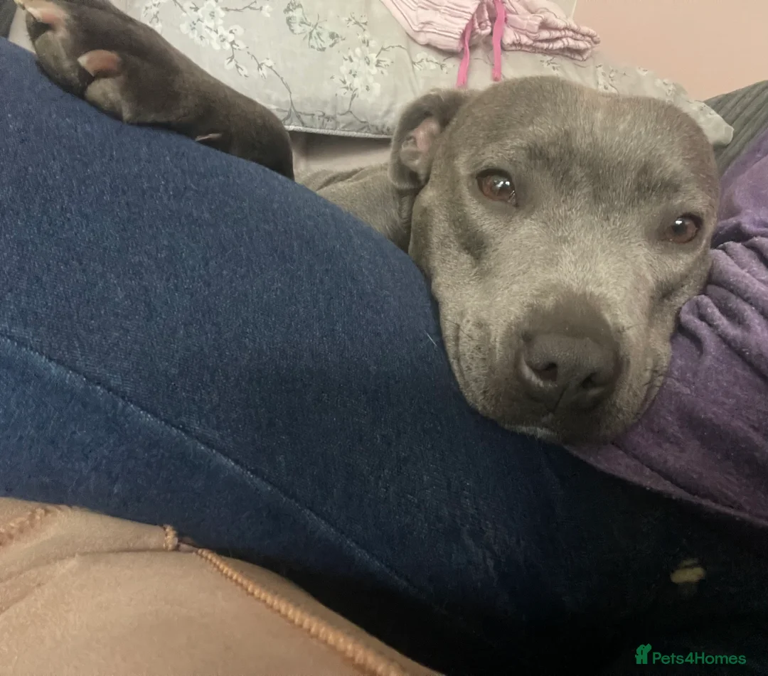 Staffordshire Bull Terrier dogs for sale: Stafford bitch  - Advert 3