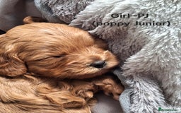 Cavapoo dogs for sale: Toy Cavapoo puppies - Image 3