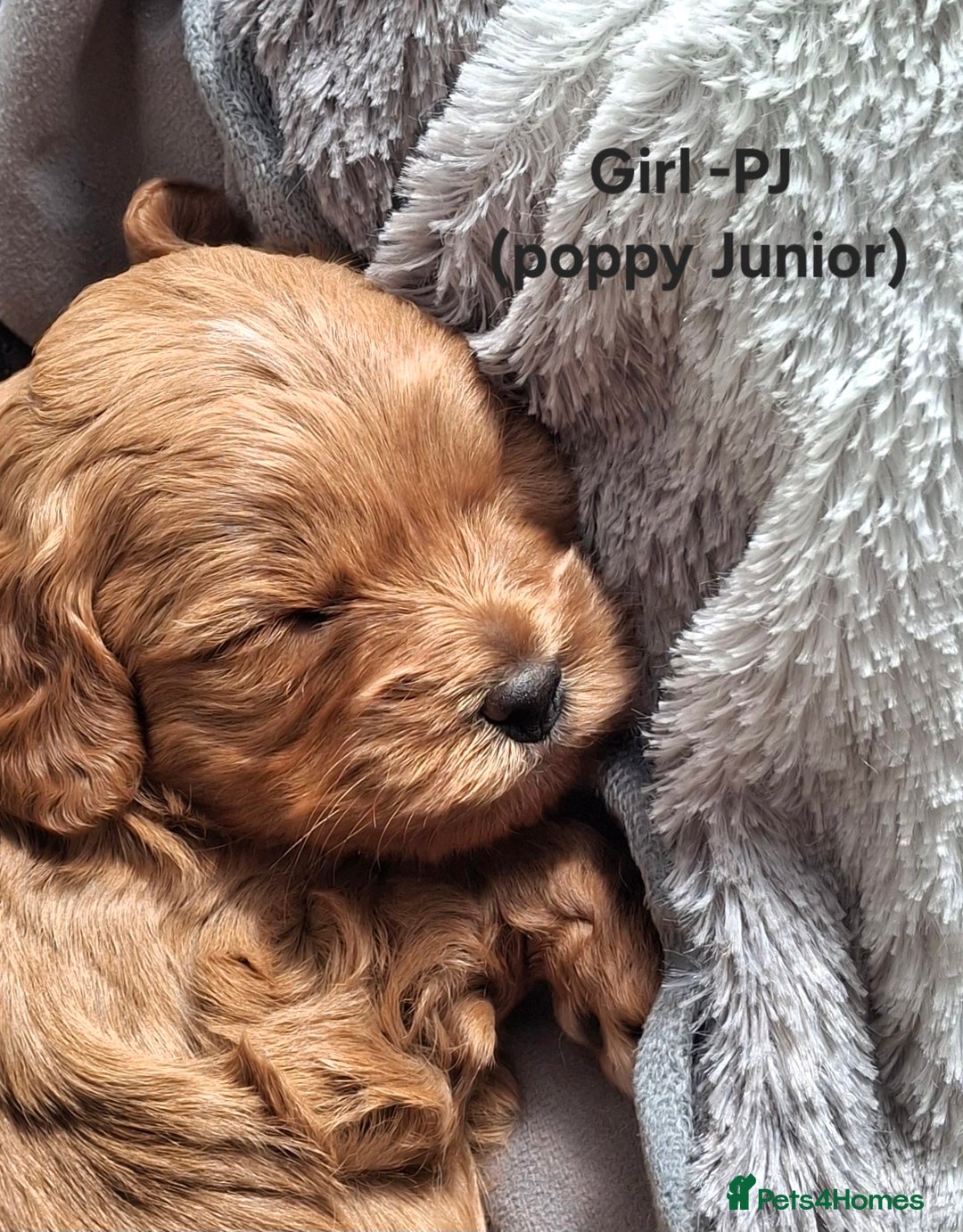 Cavapoo dogs for sale: Toy Cavapoo puppies - Image 3