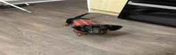 Dachshund dogs for sale: Male standard dachshund - Advert 4