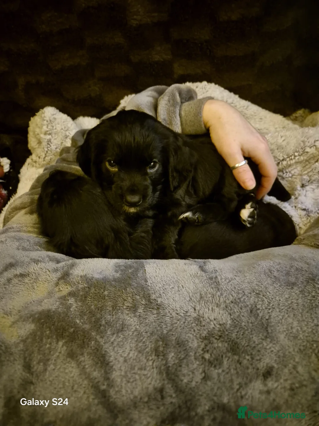 Cocker Spaniel dogs for sale: Working cocker spaniels - Advert 16