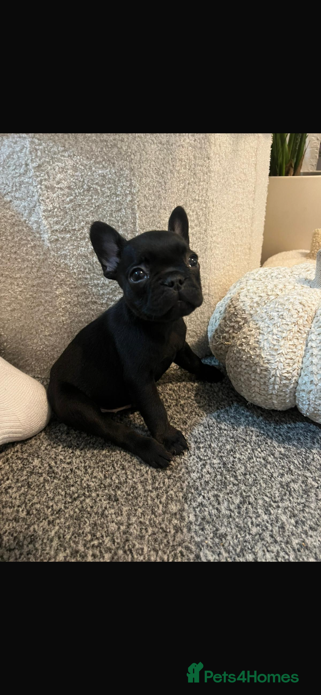 French Bulldog dogs for sale: Beautiful French bulldogs  - Image 4