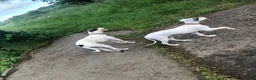 Mixed Breed dogs for sale: Saluki collie grey 14 weeks old, Girl  in Crook - Advert 4