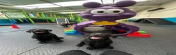 Labrador Retriever dogs for sale: Champion line labradors part trained - Advert 13