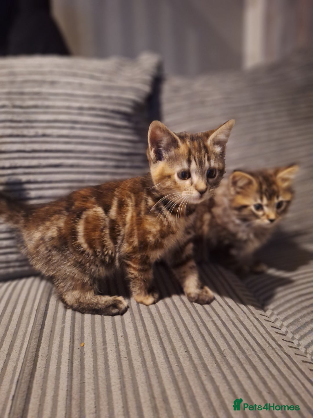 Maine Coon cats for sale: Maincoon bengal Cross kittens - Advert 2