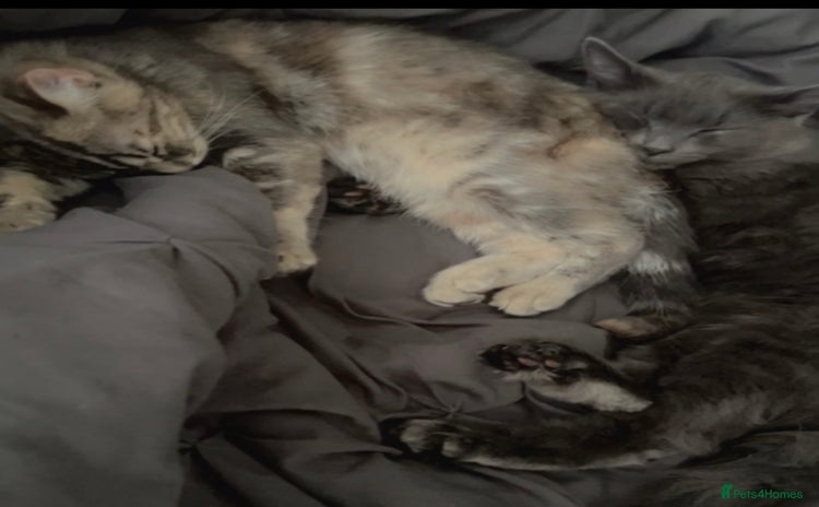 Siberian cats - Advert 1